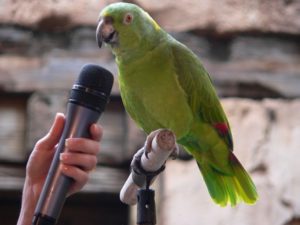 parrot-talking